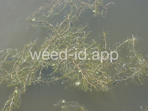 pondweed, curlyleaf